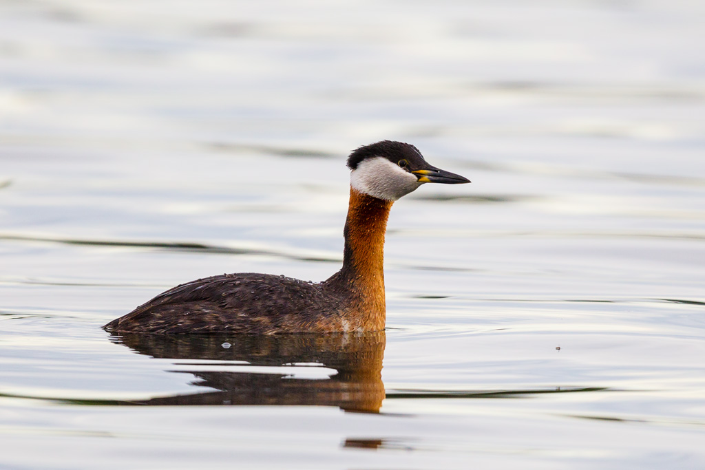 Red-necked Grebe (Podiceps Grisegena)